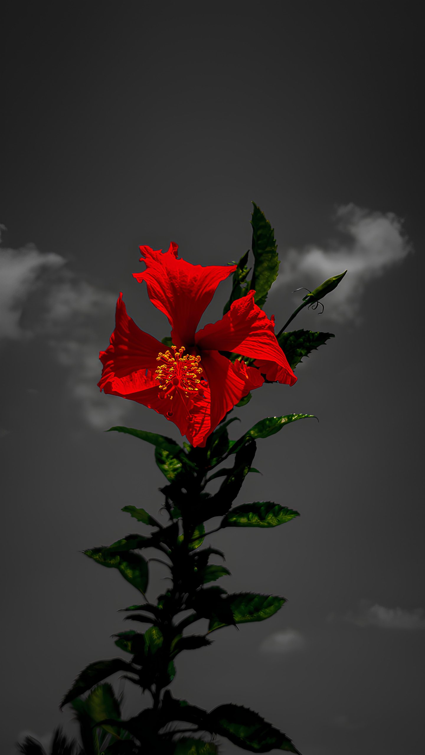 Hibiscus on a grave